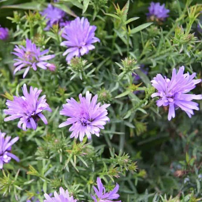 Symphyotrichum novi-belgii 'Lady in Blue' ---